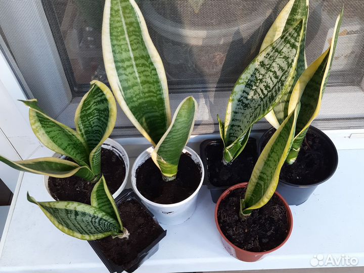 Сансевиерия с жёлтой полосой щучий хвост отростки
