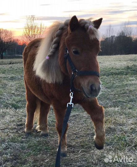 Продажа пони