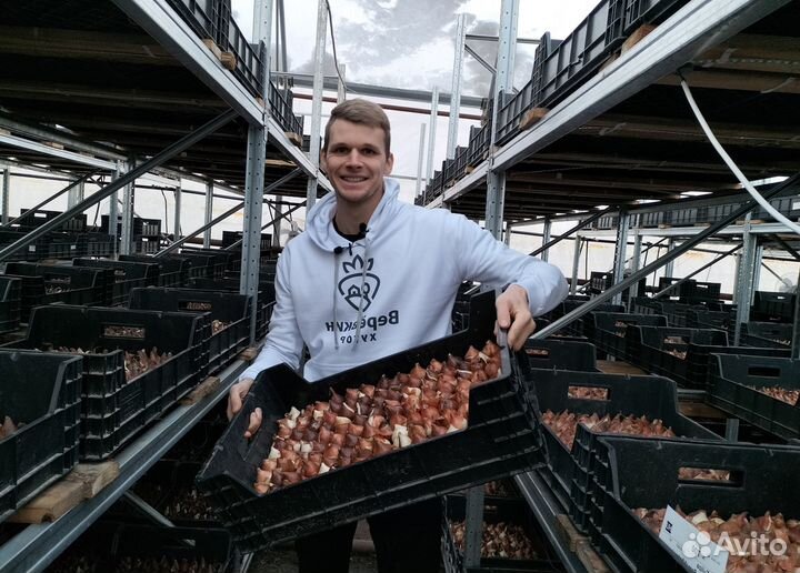 Луковицы тюльпанов для выгонки