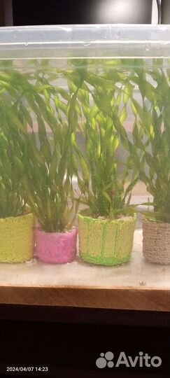 Аквариумное растение