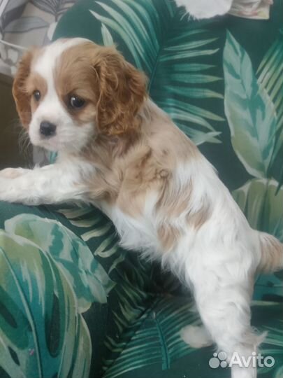 Девочка кавалерка