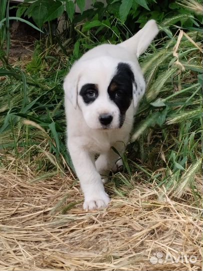 Бездомный щенок