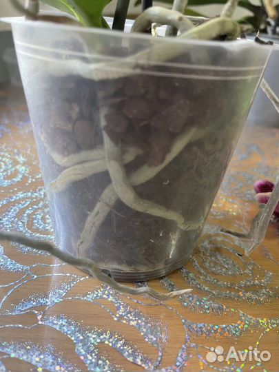 Орхидея фаленопсис