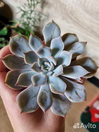 Комнатные растения цветы