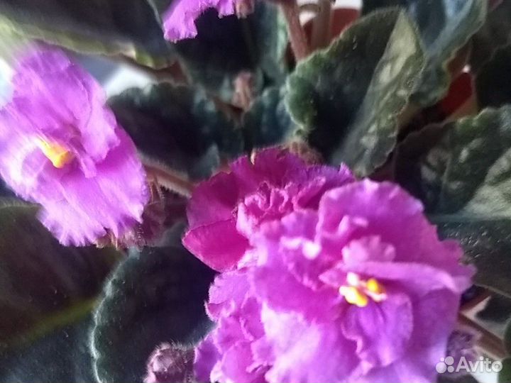 Фиалка махровая фиолетового цвета