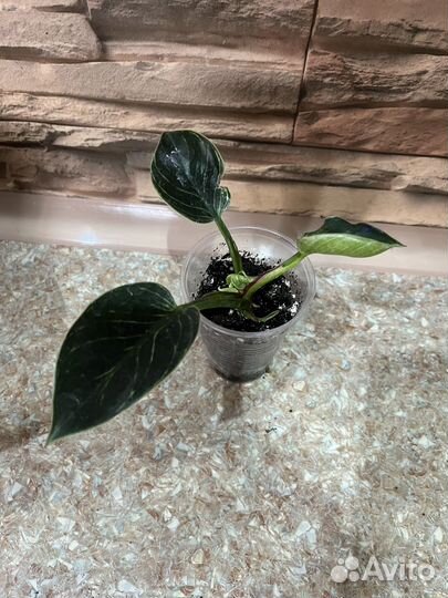 Сингониум моттлед