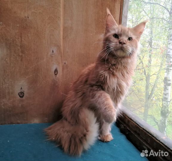 Мейн-кун кот