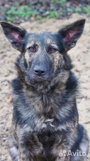 Собака в добрые руки отдам бесплатно