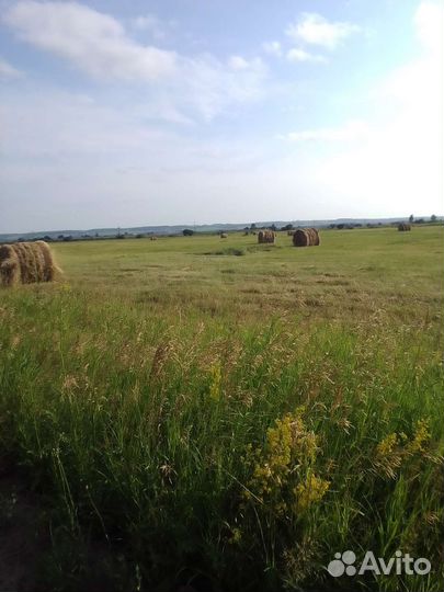 Сено в тюках