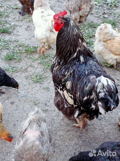 Куры петухи
