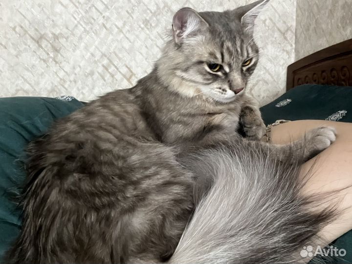 Отдается кот