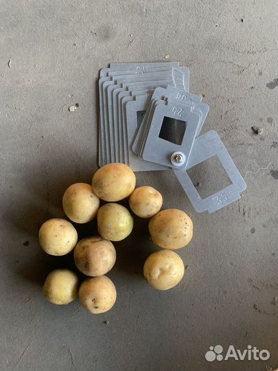 Семенной картофель