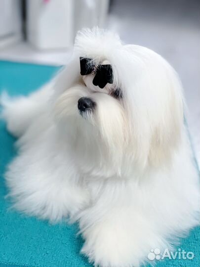 Мальтезе мальтийская болонка