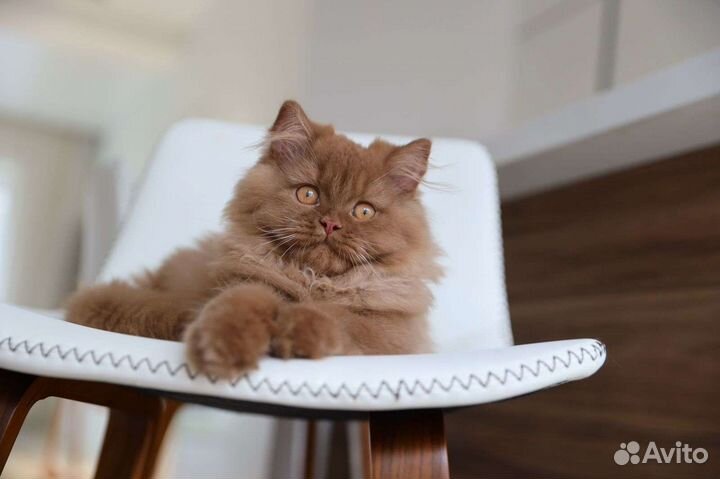 Британский плюшевый котик