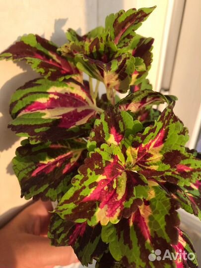 Колеусы сортовые вегетативные