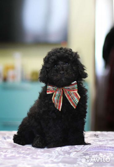 Щенки той пуделя