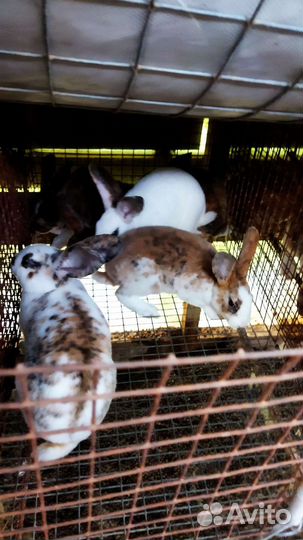 Кролики Рекс мясные на племя