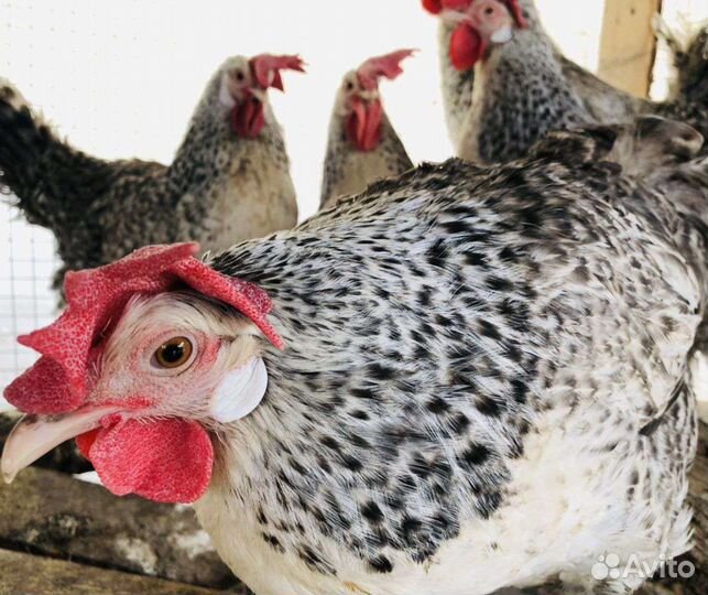 Продаю петухов чистопородных
