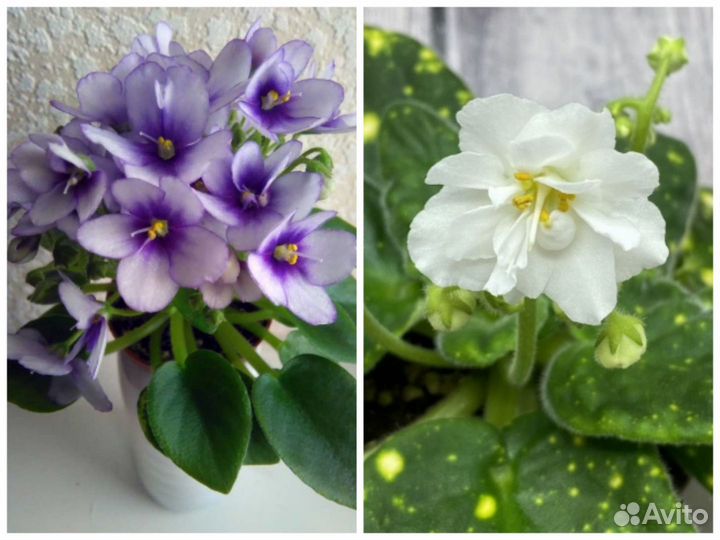 Детки сортовых фиалок