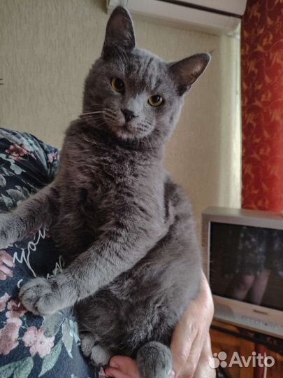 В добрые руки