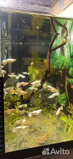 Золотые гуппи