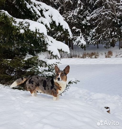 Вельш-корги кардиган вязка