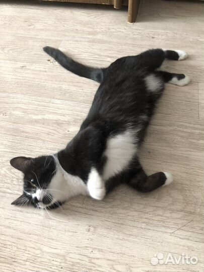 Кошка в добрые руки