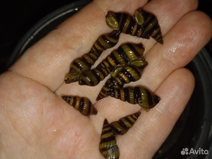 Аквариум 8 л