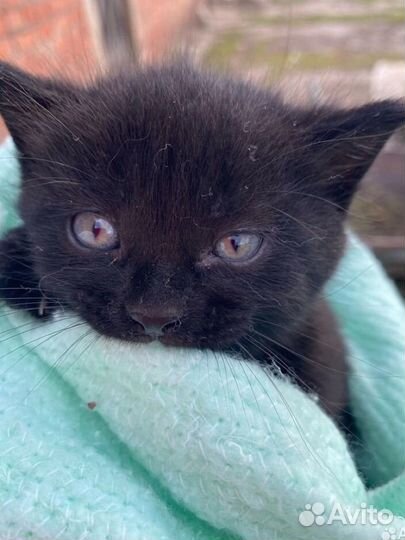 Котята в добрые руки бесплатно