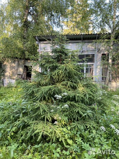 Ель бесплатно (бронь)