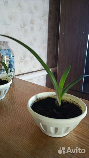 Комнатные растения