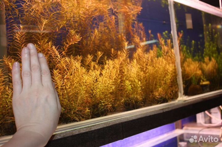 Аквариумные растения на вабикусах