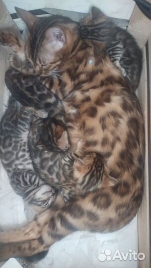 Бенгальская