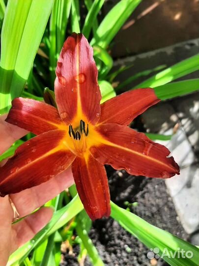 Лилейники сортовые