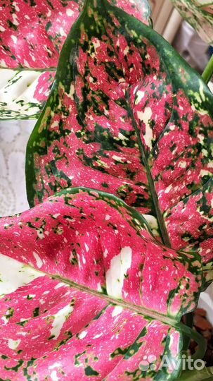 Комнатные цветы