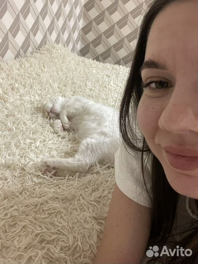 Отдам кошку в добрые руки