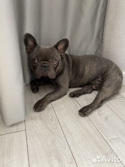 Вязка кобель