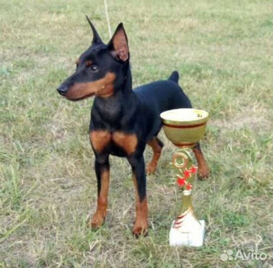 Вязка Цвергпинчера