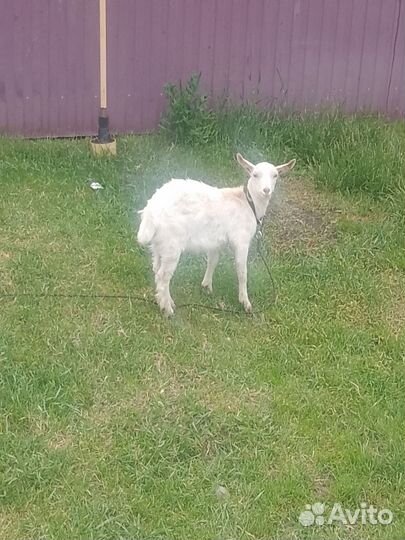 Молодые козлики