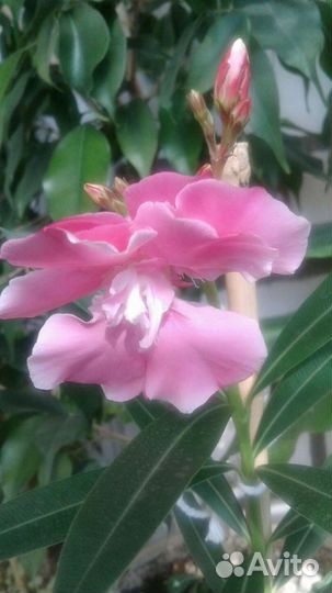 Олеандр, маранта, спатифилиум