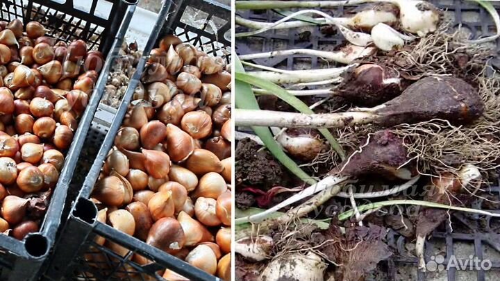 Луковица тюльпанов оптом 12;14+для выгонки