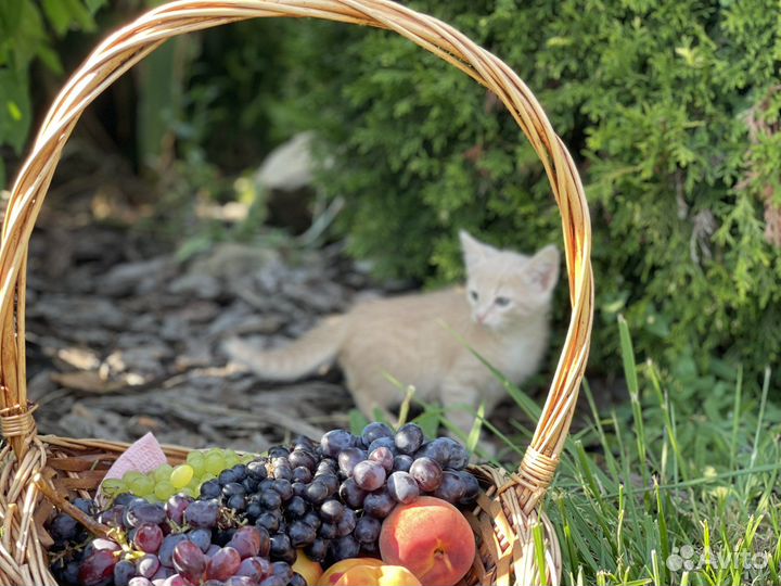 Котята Турецкая ангора