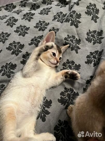 Абиссинские котята