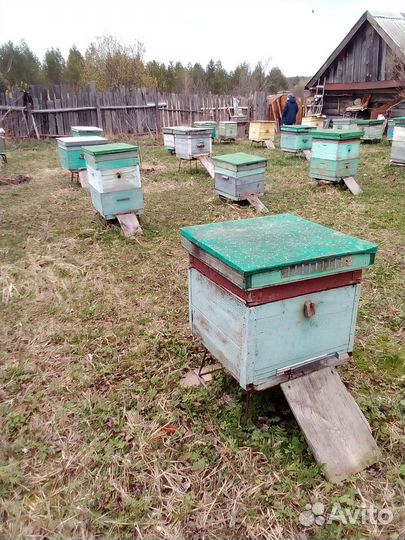 Продам пчелосемьи
