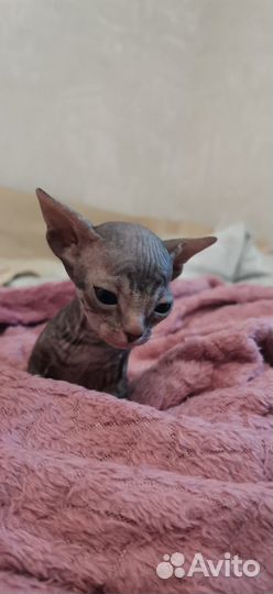 Котики донского сфинкса