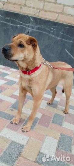 Умная, воспитанная,приучена к выгулу,знает команды