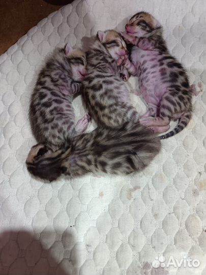 Бенгальские котята