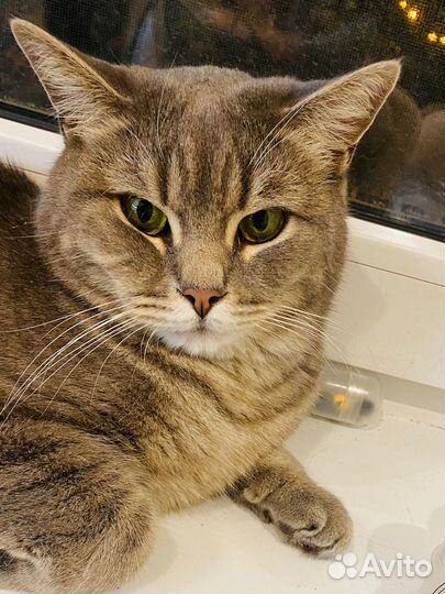 Котята в добрые руки бесплатно