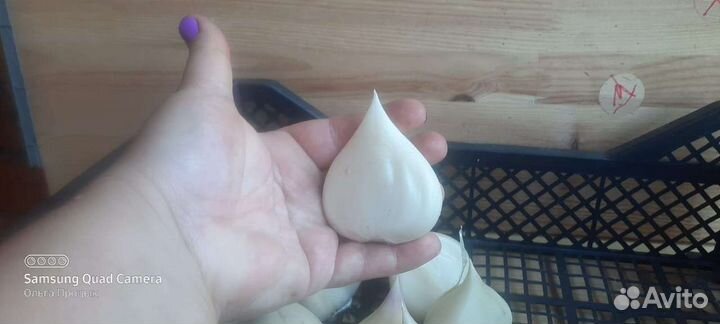 Чеснок Рокамболь