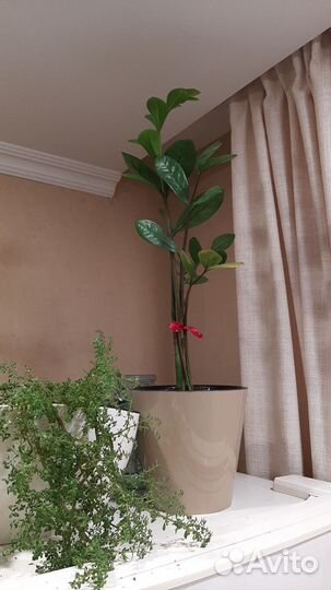 Замиокулькас